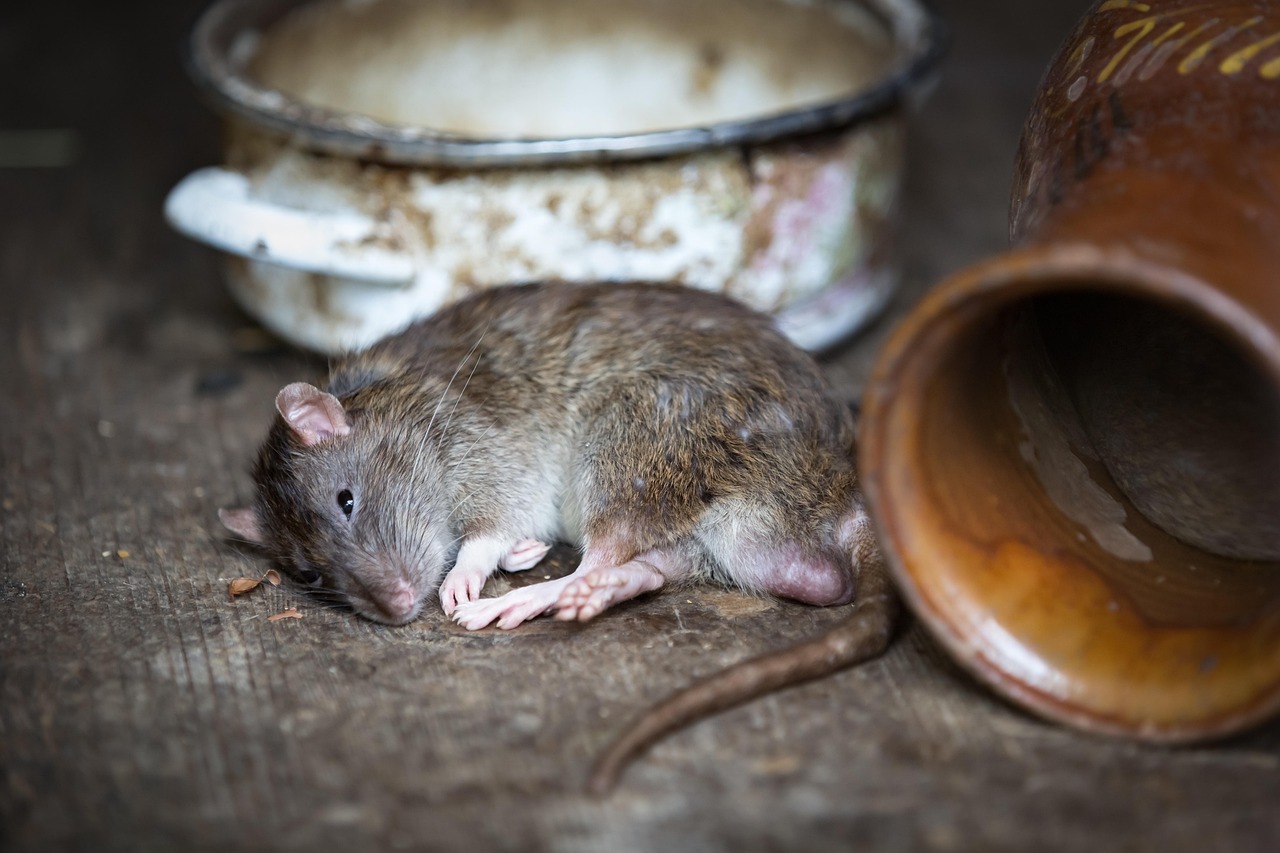 Rat Exterminator Langley Services for Effective Rodent Control