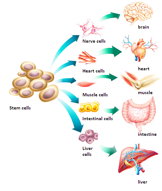 Can macular degeneration be cured with stem cells?